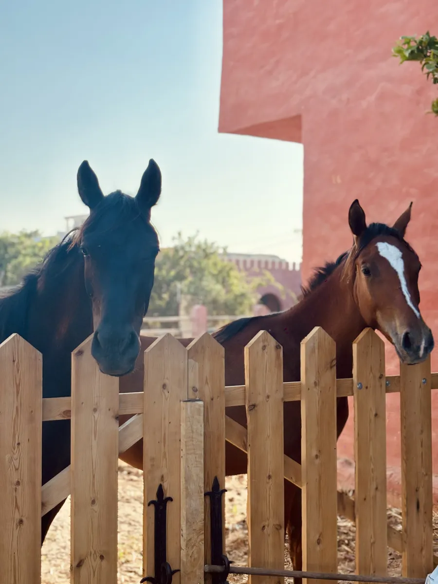 image seance d'equitation